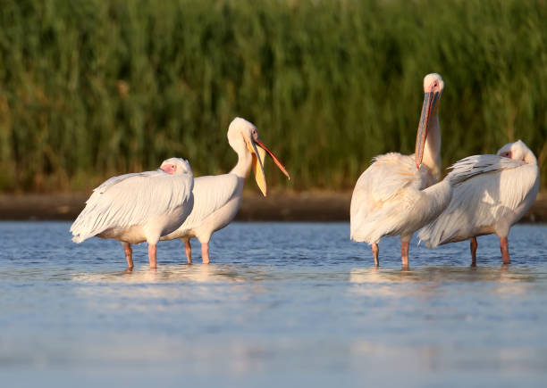 istock Small flock white pelicans rest on the water in soft evening sunlight 853868510