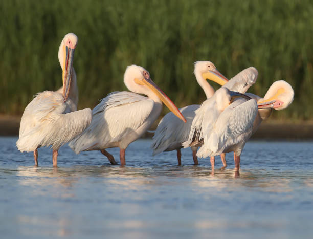 istock Small flock white pelicans rest on the water in soft evening sunlight 853868516
