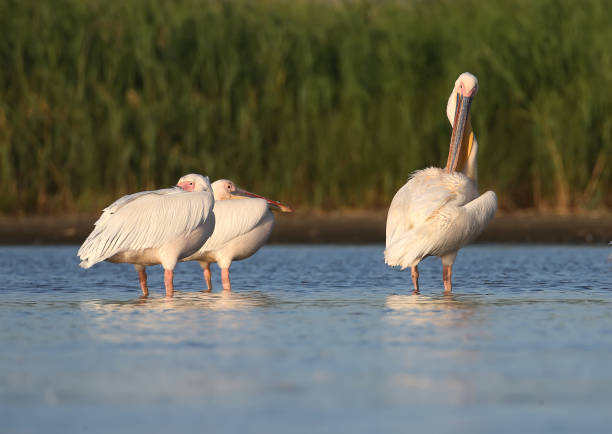 istock Small flock white pelicans rest on the water in soft evening sunlight 853868526