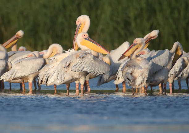istock Small flock white pelicans rest on the water in soft evening sunlight 853868532