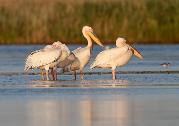 istock Small flock white pelicans rest on the water in soft evening sunlight 853868552