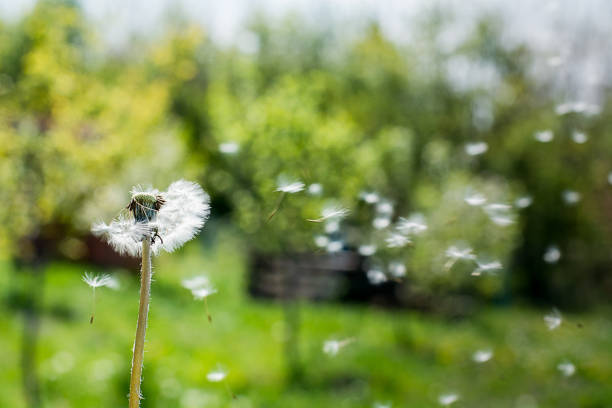istock Dandelion on the wind. Dandelion fluff. Dandelion tranquil abstract closeup art background. 853868568