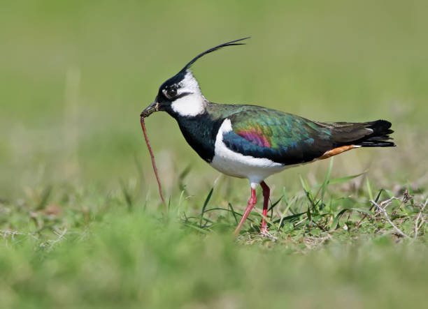 avefría de apareamiento plumaje con gusano en pico en fondo verde borroso. - lapwing fotografías e imágenes de stock