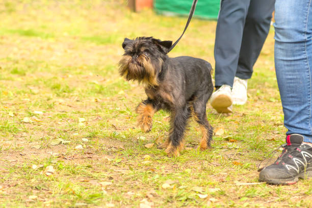 istock Brussels Griffon dog close-up 853872062