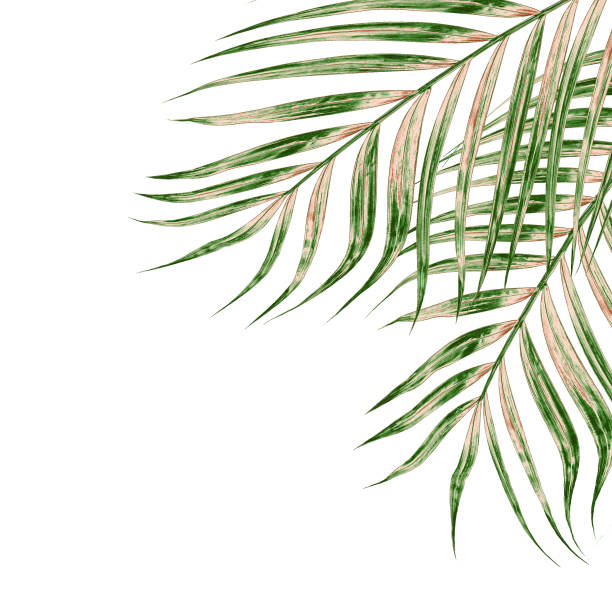 istock Green leaves of palm tree isolated on white background 853872618