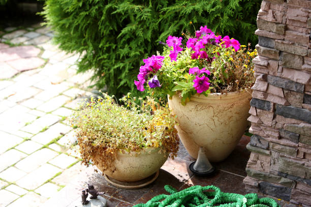 istock Garden - Flowers on a porch 853877562