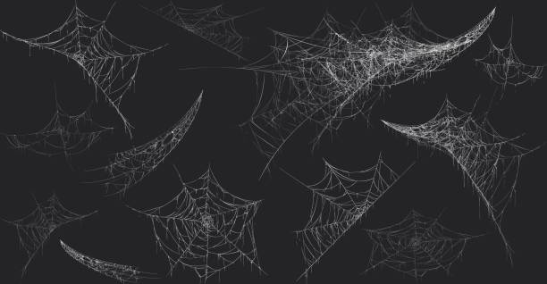 halloween dekor, spinne spinnennetz, vektor-illustration von hand gezeichnet. - spinnennetz stock-grafiken, -clipart, -cartoons und -symbole