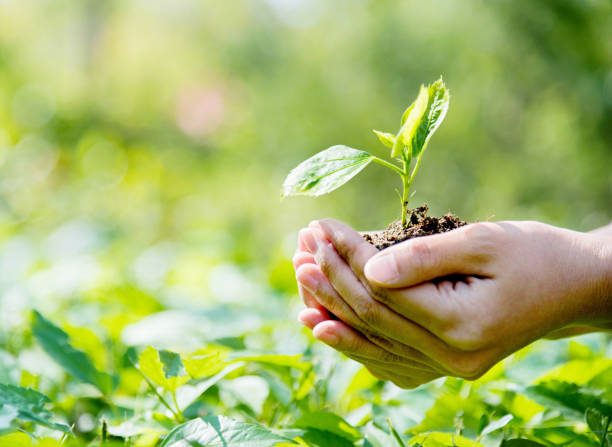 istock Woman hands holding a small plant 853878668