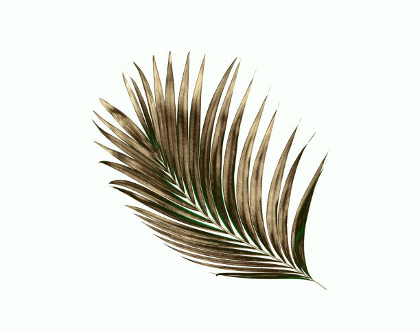istock green leaves of palm tree isolated on white background 853881886