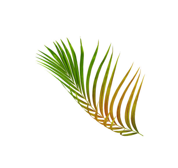 istock Green leaves of palm tree isolated on white background 853881904