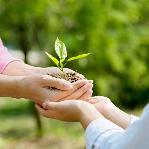 istock Mother and son hands holding new plant 853883842