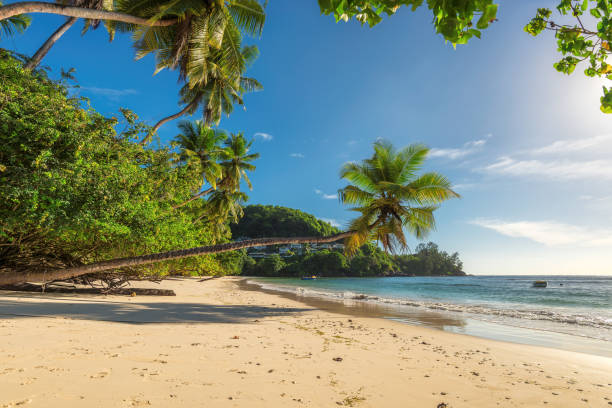 istock The palm trees on sandy beach in tropical island. 853884298