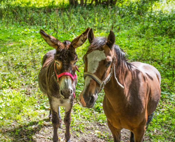 Donkey and horse close-up