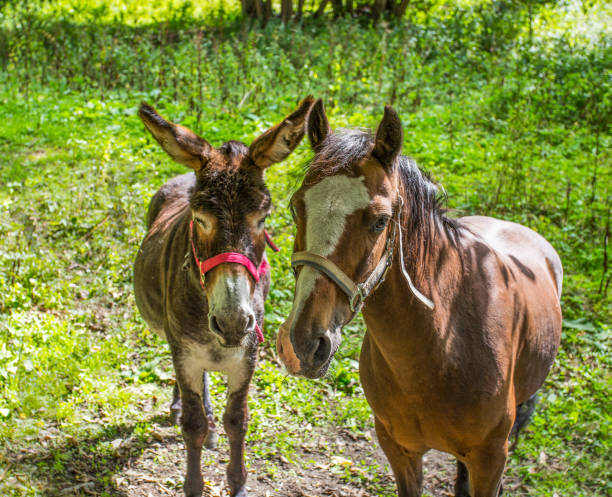 Photo of Donkey and horse close-up