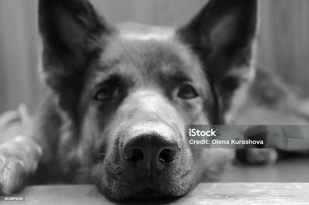 Traurige Deutsche Schäferhunde - Lizenzfrei Schwarzweiß-Bild Stock-Foto