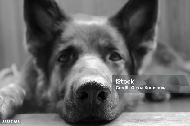 Traurige Deutsche Schäferhunde Stockfoto und mehr Bilder von Schwarzweiß-Bild - Schwarzweiß-Bild, Deutscher Schäferhund, Hund