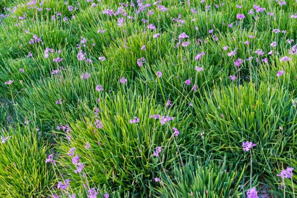 istock green grass and small flowers 853893194