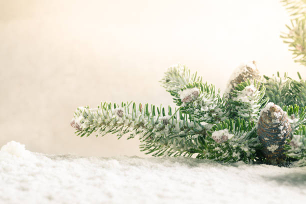 istock Spruce twig with cones sprinkled with snow. 853911254