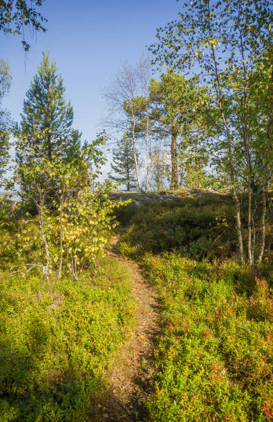 istock Forest Karelia Russia Autumn Birch Pine Trees 853911298