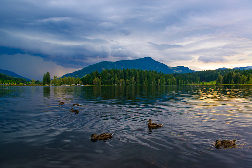 Wild ducks on Schwarzsee lake with dramatic skies before the thunderstorm in Kitzbuhel, Austria