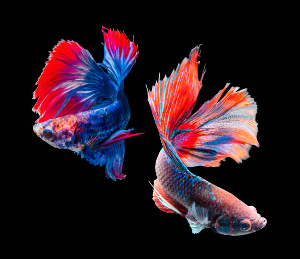 istock Betta splendens, siamese fighting fish isolated on black background 853919356
