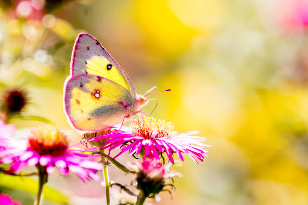Cloudless sulphur butterfly (Phoebis sennae) pollinating a plant with violet blooming flowers