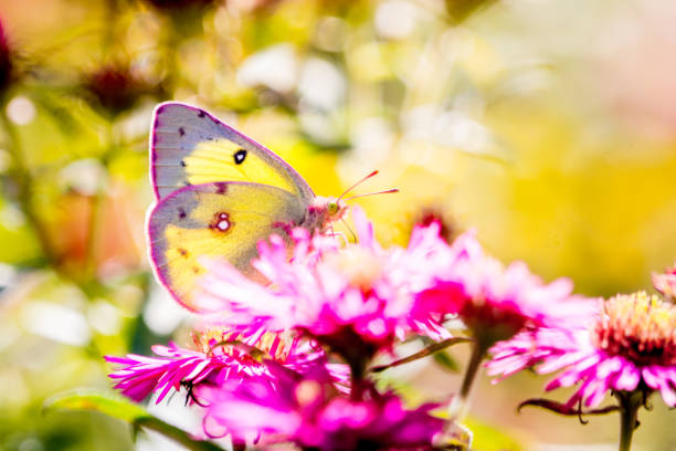 istock Butterfly Lemon and Pink Aster. 853919568