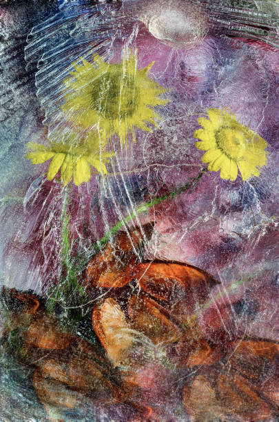istock yellow camomiles frozen in ice 853919854