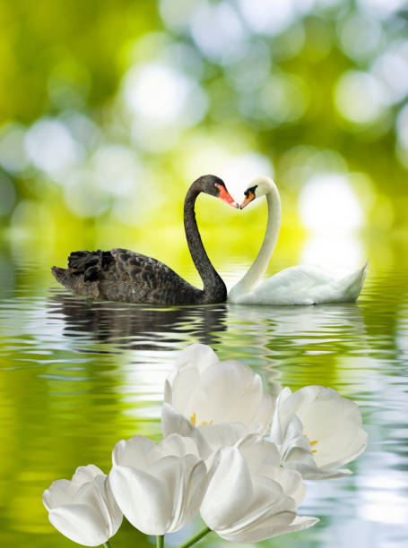image of two swans on the water closeup