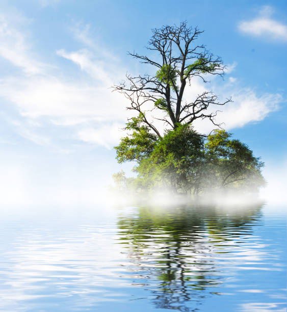 istock image of tree on water  background close-up 853922972