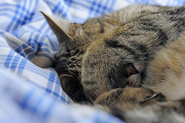 istock Sleeping cat with paw over eyes on blue checked duvet. 853923056