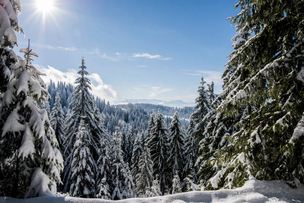 istock Fresh snow on pine trees on Bosnian mountain Bukovik 853923164