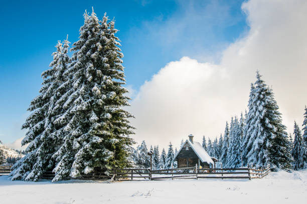 istock Fresh snow on pine trees on Bosnian mountain Bukovik 853923292