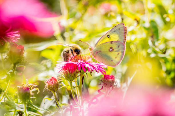 Butterfly Lemon and Pink Aster. A superb lemon butterfly placed on a pink aster flower. lepidoptera stock pictures, royalty-free photos & images