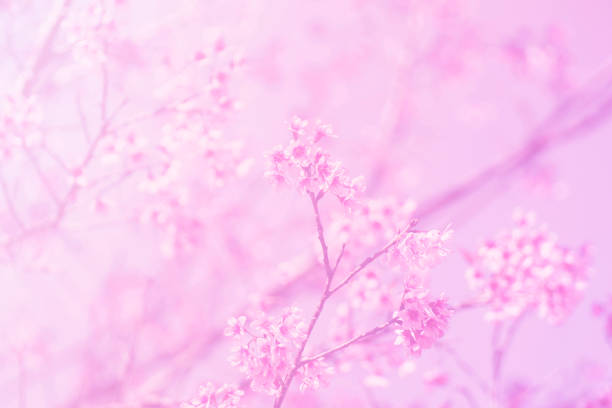 istock Blurred of Sakura flowers blooming 853924046