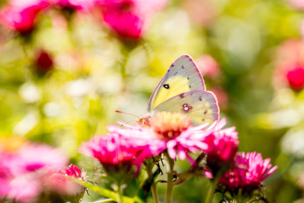 istock Butterfly Lemon and Pink Aster. 853927558