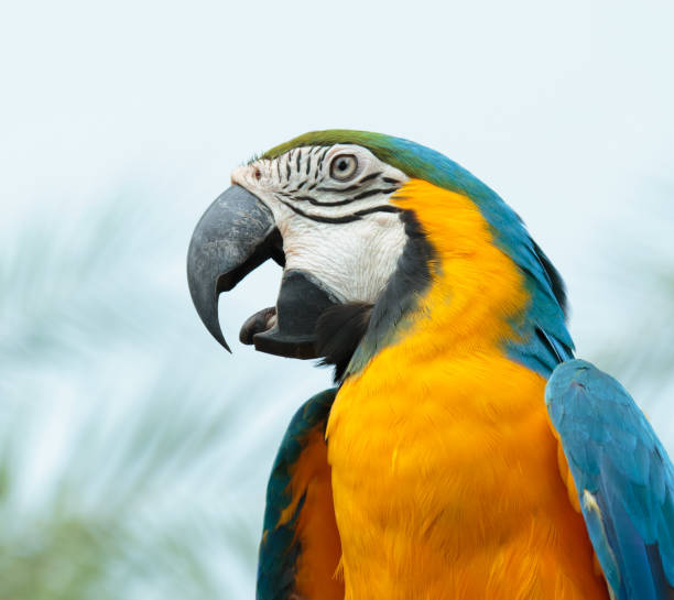 istock The Blue-and-yellow Macaw 853928018