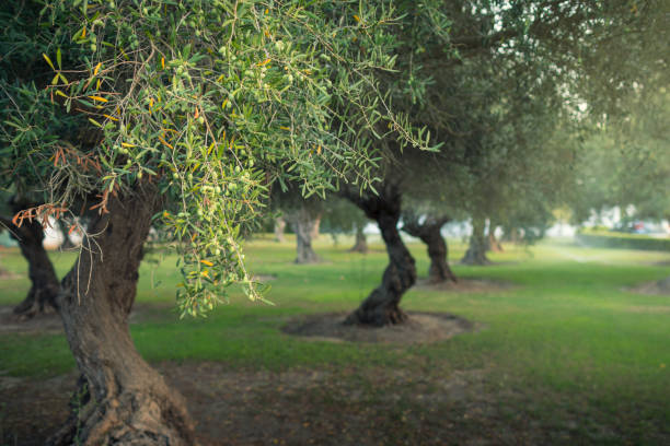 piantagione di olive - oliveto foto e immagini stock