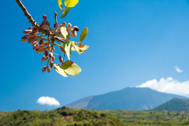 Closeup view of a pistachio bunch on tree during harvest time in Bronte, Sicily, and Mount Etna in the distance