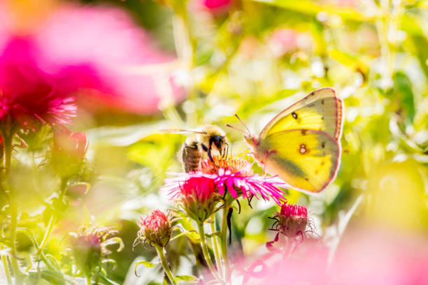 istock Butterfly Lemon and Pink Aster. 853930748