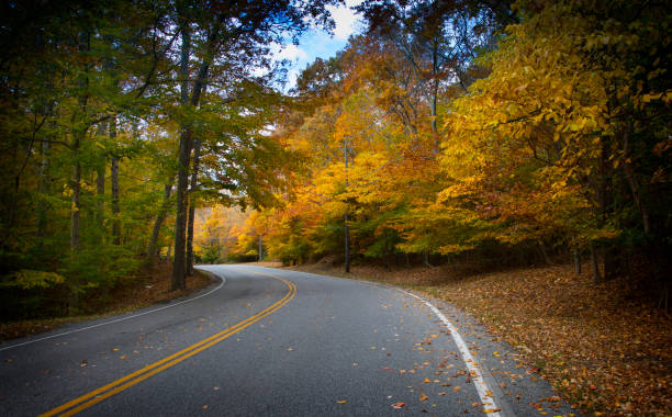 Fall colors on a road in the Hamptons autumn foliage in the trees lining a road in the Hamptons on Long Island, NY the hamptons photos stock pictures, royalty-free photos & images