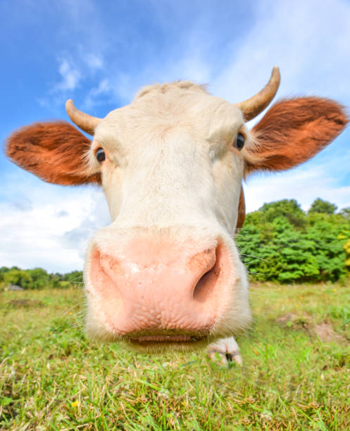 istock Very funny cow with big muzzle staring straight into camera. Farm animals. 853931250