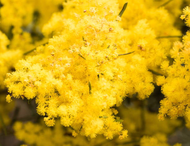 istock Yellow Australian wattle blooms 853931828