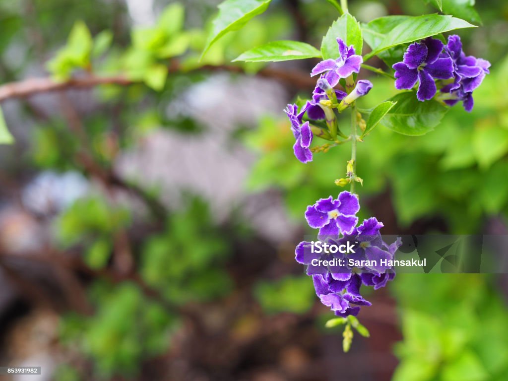 Photo libre de droit de Fleur Violette Grappe Pendante Vert Buisson Fond  banque d'images et plus d'images libres de droit de Arbre en fleurs - Arbre  en fleurs, Beauté, Blanc - iStock