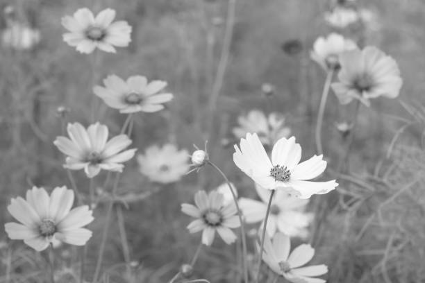 istock Blurred of Cosmos flowers blooming 853932110