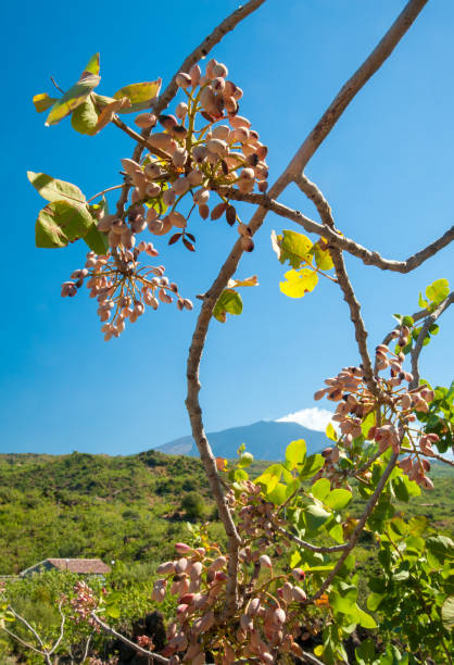 istock Pistachio harvest season 853934636