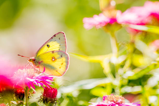istock Butterfly Lemon and Pink Aster. 853935336