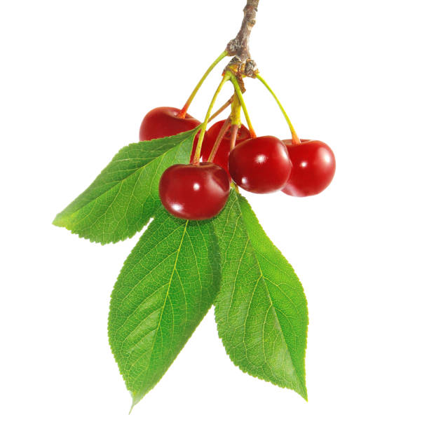 image of branch with cherries closeup