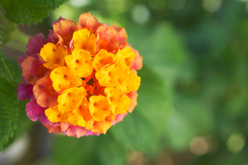 Close up lantana camara flower blurred background