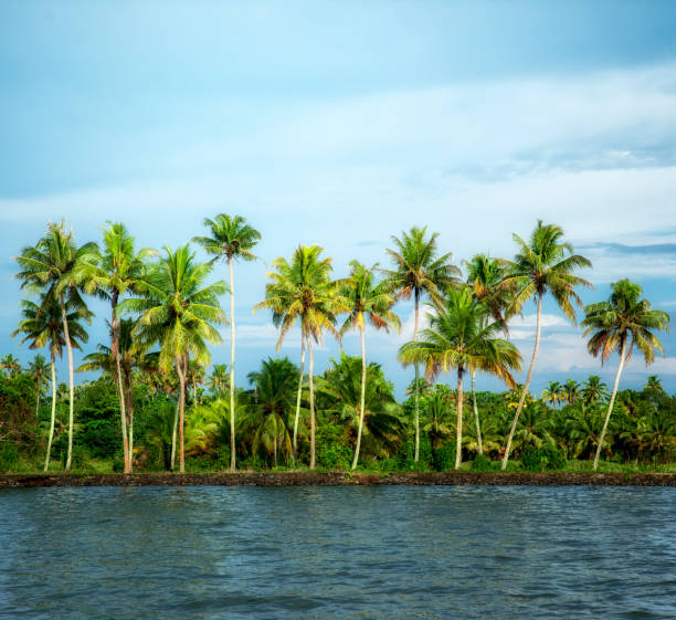 Beautiful line of palms as seen from the backwaters of Kerala. India.